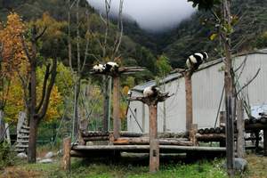 带孩子去四川旅游价格多少 都江堰青城山熊猫基地三星堆双飞6日
