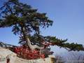北京到陕西旅游 陕西西安 兵马俑 西岳华山 长恨歌双高五日