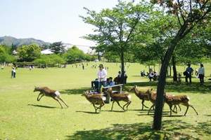 从北京出发去日本东京大阪富士山京都和歌深度豪华7日游全程五星